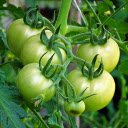 big bunch of green tomatoes  screen for extension Chrome web store in OffiDocs Chromium
