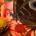 Big butterfly  screen for extension Chrome web store in OffiDocs Chromium