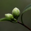 Big camellia buds  screen for extension Chrome web store in OffiDocs Chromium