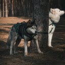 Big Dogs  screen for extension Chrome web store in OffiDocs Chromium