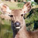 Big Eared Deer  screen for extension Chrome web store in OffiDocs Chromium