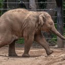 Big elephant in the reserve  screen for extension Chrome web store in OffiDocs Chromium