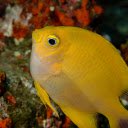 Big Eyed Goldfish  screen for extension Chrome web store in OffiDocs Chromium