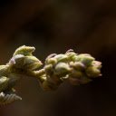 Big flower buds  screen for extension Chrome web store in OffiDocs Chromium