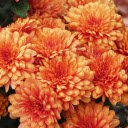 Big flowers  screen for extension Chrome web store in OffiDocs Chromium