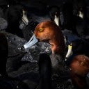 Big Head Ducks  screen for extension Chrome web store in OffiDocs Chromium