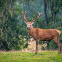 Big Horned Deer  screen for extension Chrome web store in OffiDocs Chromium