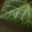 Big leaf  screen for extension Chrome web store in OffiDocs Chromium