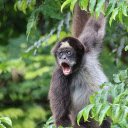 Big mouthed monkey  screen for extension Chrome web store in OffiDocs Chromium