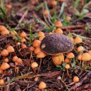 Big mushrooms, small mushrooms  screen for extension Chrome web store in OffiDocs Chromium