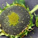 Big old sunflower stand  screen for extension Chrome web store in OffiDocs Chromium