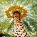 big palm tree wallpaper  screen for extension Chrome web store in OffiDocs Chromium