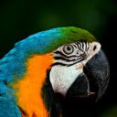 Big parrot  screen for extension Chrome web store in OffiDocs Chromium
