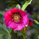 Big purple pink petal flower  screen for extension Chrome web store in OffiDocs Chromium