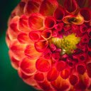Big Round Dahlia  screen for extension Chrome web store in OffiDocs Chromium