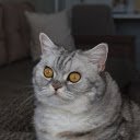 Big Round Eyed Cat  screen for extension Chrome web store in OffiDocs Chromium