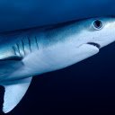 Big shark  screen for extension Chrome web store in OffiDocs Chromium