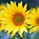 Big sunflower  screen for extension Chrome web store in OffiDocs Chromium