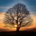Big tree and sunset  screen for extension Chrome web store in OffiDocs Chromium