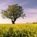 Big Tree in the Field  screen for extension Chrome web store in OffiDocs Chromium
