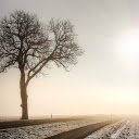 Big tree in the field  screen for extension Chrome web store in OffiDocs Chromium