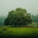 Big Tree on the Hill  screen for extension Chrome web store in OffiDocs Chromium