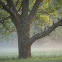 Big trees and birds  screen for extension Chrome web store in OffiDocs Chromium