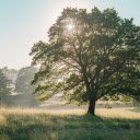 Big trees in the grass field  screen for extension Chrome web store in OffiDocs Chromium