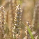Big Wheat Ears  screen for extension Chrome web store in OffiDocs Chromium