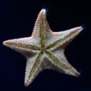 Big White Starfish  screen for extension Chrome web store in OffiDocs Chromium