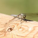 Big Winged Dragonfly  screen for extension Chrome web store in OffiDocs Chromium