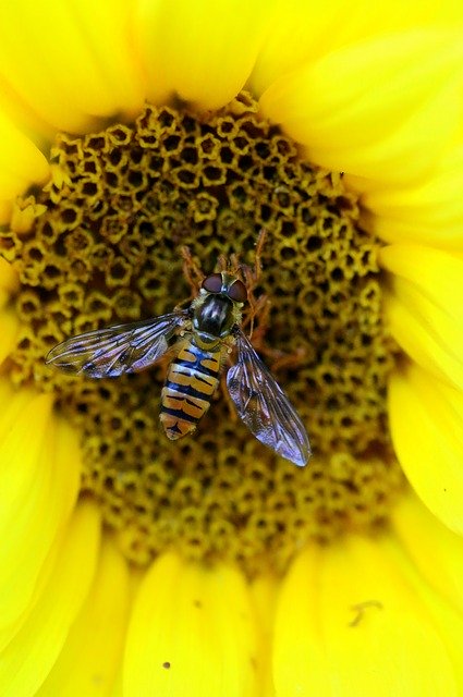 Faça o download gratuito da imagem gratuita da natureza amarela da flor bi inseto para ser editada com o editor de imagens on-line gratuito do GIMP
