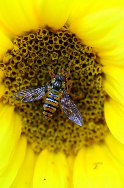 Kostenloser Download Bi-Insektenblume gelbe Natur Kostenloses Bild, das mit dem kostenlosen Online-Bildeditor GIMP bearbeitet werden kann