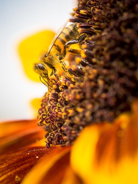 הורדה חינם של bi insect nature flower תמונה בחינם לעריכה עם עורך תמונות מקוון בחינם של GIMP