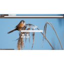 Bird  screen for extension Chrome web store in OffiDocs Chromium