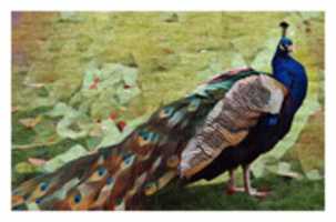 Téléchargement gratuit de l'oiseau 10 photo ou image gratuite à éditer avec l'éditeur d'images en ligne GIMP