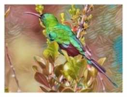 Free download bird 5 free photo or picture to be edited with GIMP online image editor