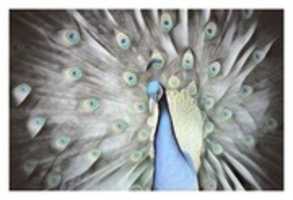 Free download bird 7 free photo or picture to be edited with GIMP online image editor