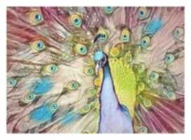 Free download bird 8 free photo or picture to be edited with GIMP online image editor