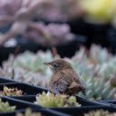 Bird among cacti  screen for extension Chrome web store in OffiDocs Chromium