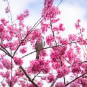 Bird and flower branch  screen for extension Chrome web store in OffiDocs Chromium