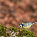Bird and green moss  screen for extension Chrome web store in OffiDocs Chromium