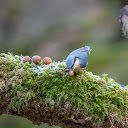 Bird and Nuts  screen for extension Chrome web store in OffiDocs Chromium