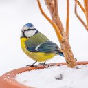 bird and potted plant  screen for extension Chrome web store in OffiDocs Chromium