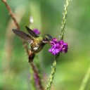 Bird and Purple Flower  screen for extension Chrome web store in OffiDocs Chromium