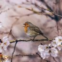 BIRD AND TREE THEME  screen for extension Chrome web store in OffiDocs Chromium