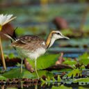 Bird and water lily  screen for extension Chrome web store in OffiDocs Chromium