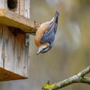 Bird and Wooden House  screen for extension Chrome web store in OffiDocs Chromium