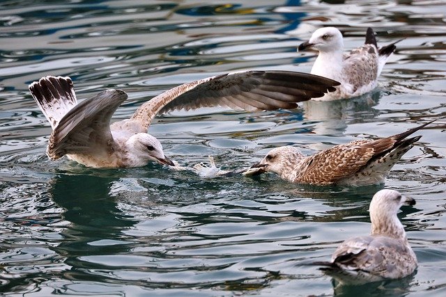 Free download bird animal seagull fight water free picture to be edited with GIMP free online image editor