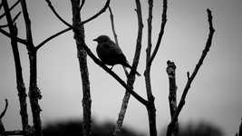 Free download Bird Ave Fog -  free video to be edited with OpenShot online video editor